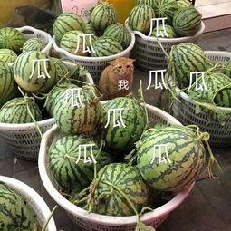 关于娱乐吃瓜的头像